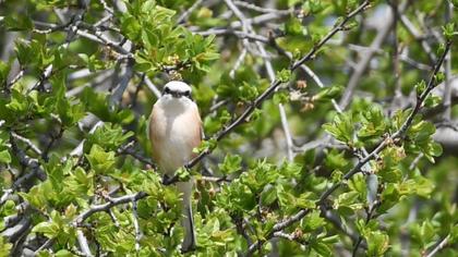 Masked Shrike