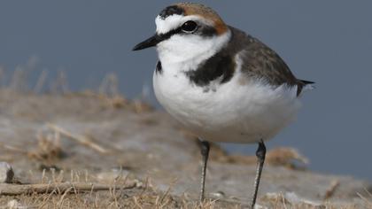 Kentish Plover