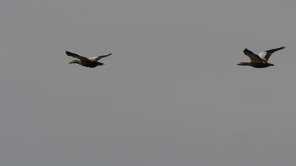 Ruddy Shelduck