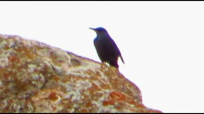 Blue Rock Thrush