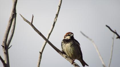 Spanish Sparrow
