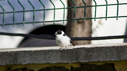 Collared Flycatcher