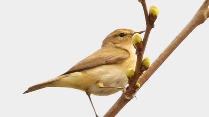 Wood Warbler