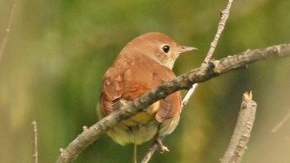 Eurasian Reed Warbler