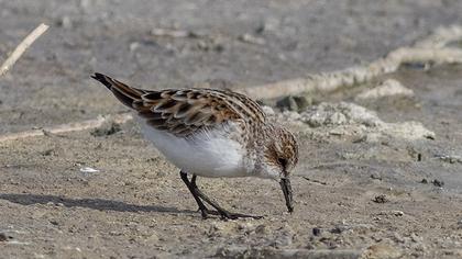 Little Stint