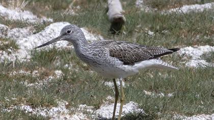 Common Greenshank
