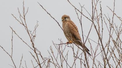 Common Kestrel