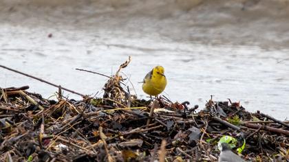Sarıbaşlı kuyruksallayan