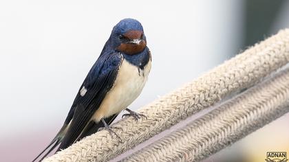 Barn Swallow