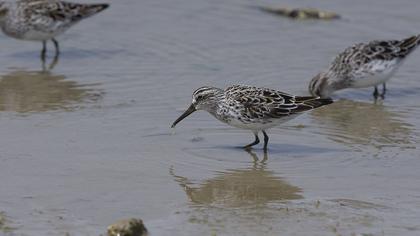 Broad-billed Sandpiper