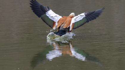 Ruddy Shelduck