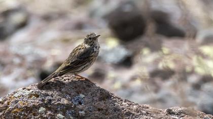 Meadow Pipit