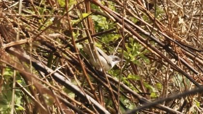 Eastern Orphean Warbler