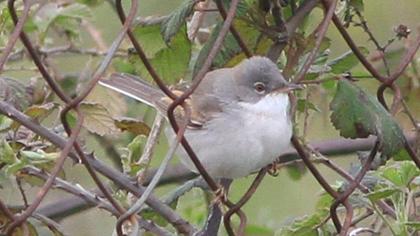 Akgerdanlı ötleğen