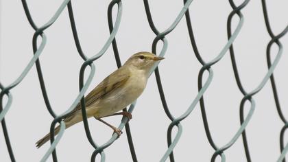 Willow Warbler