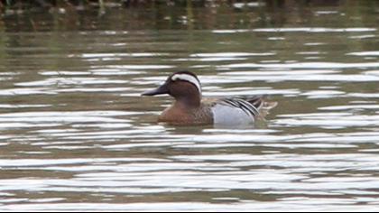 Garganey