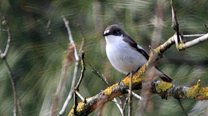 European Pied Flycatcher