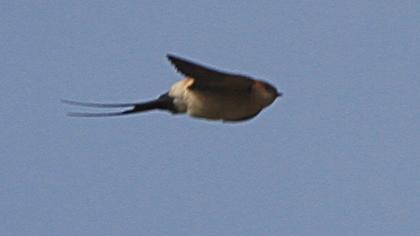 Red-rumped Swallow