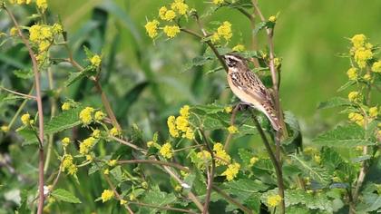Whinchat