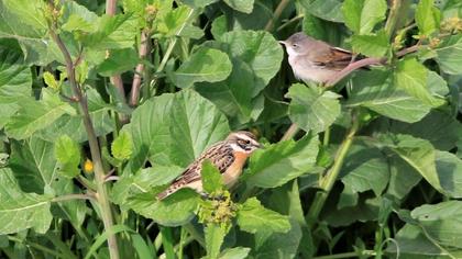 Common Whitethroat