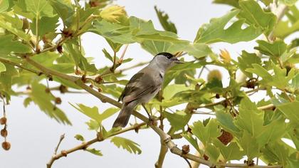 Eurasian Blackcap