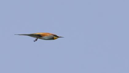 European Bee-eater