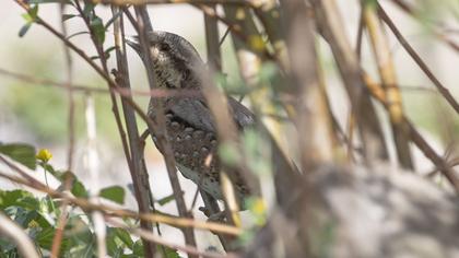 Eurasian Wryneck