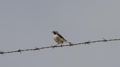 Black-eared Wheatear