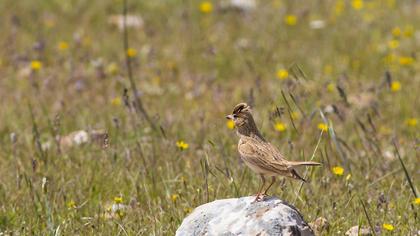 Greater Short-toed Lark