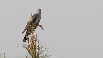 Common Cuckoo