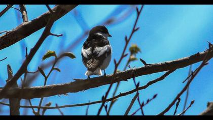 Semicollared Flycatcher