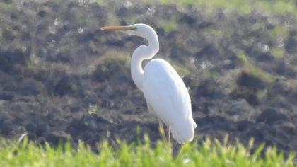 Büyük ak balıkçıl