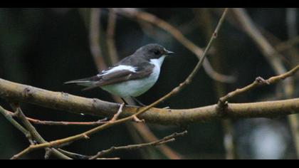 European Pied Flycatcher