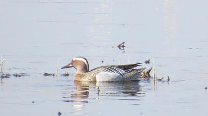 Garganey
