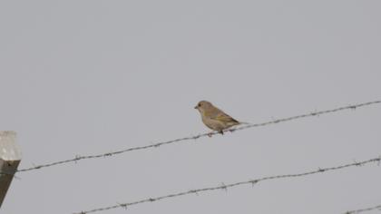 European Greenfinch
