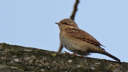 Eurasian Wryneck