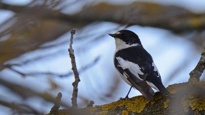 Semicollared Flycatcher
