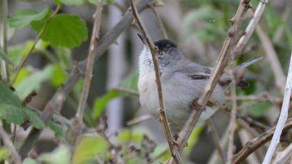 Rüppell`s Warbler