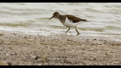 Common Sandpiper