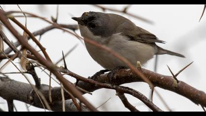 Lesser Whitethroat
