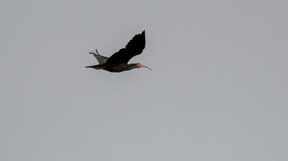 Northern Bald Ibis