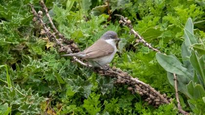 Lesser Whitethroat