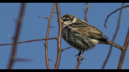Spanish Sparrow