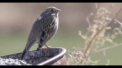 Corn Bunting