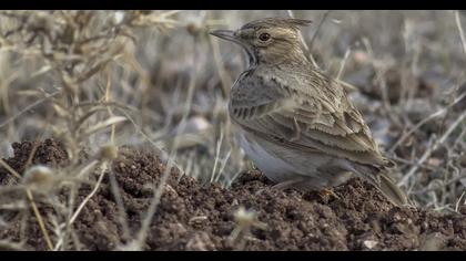 Crested Lark