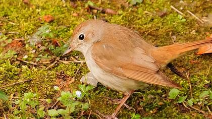Common Nightingale