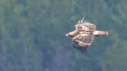 Eastern Imperial Eagle