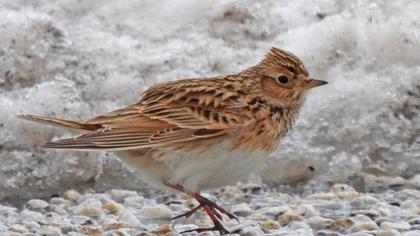 Eurasian Skylark