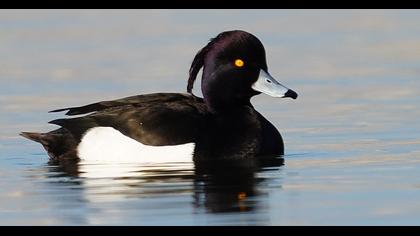 Tufted Duck