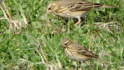 Tree Pipit